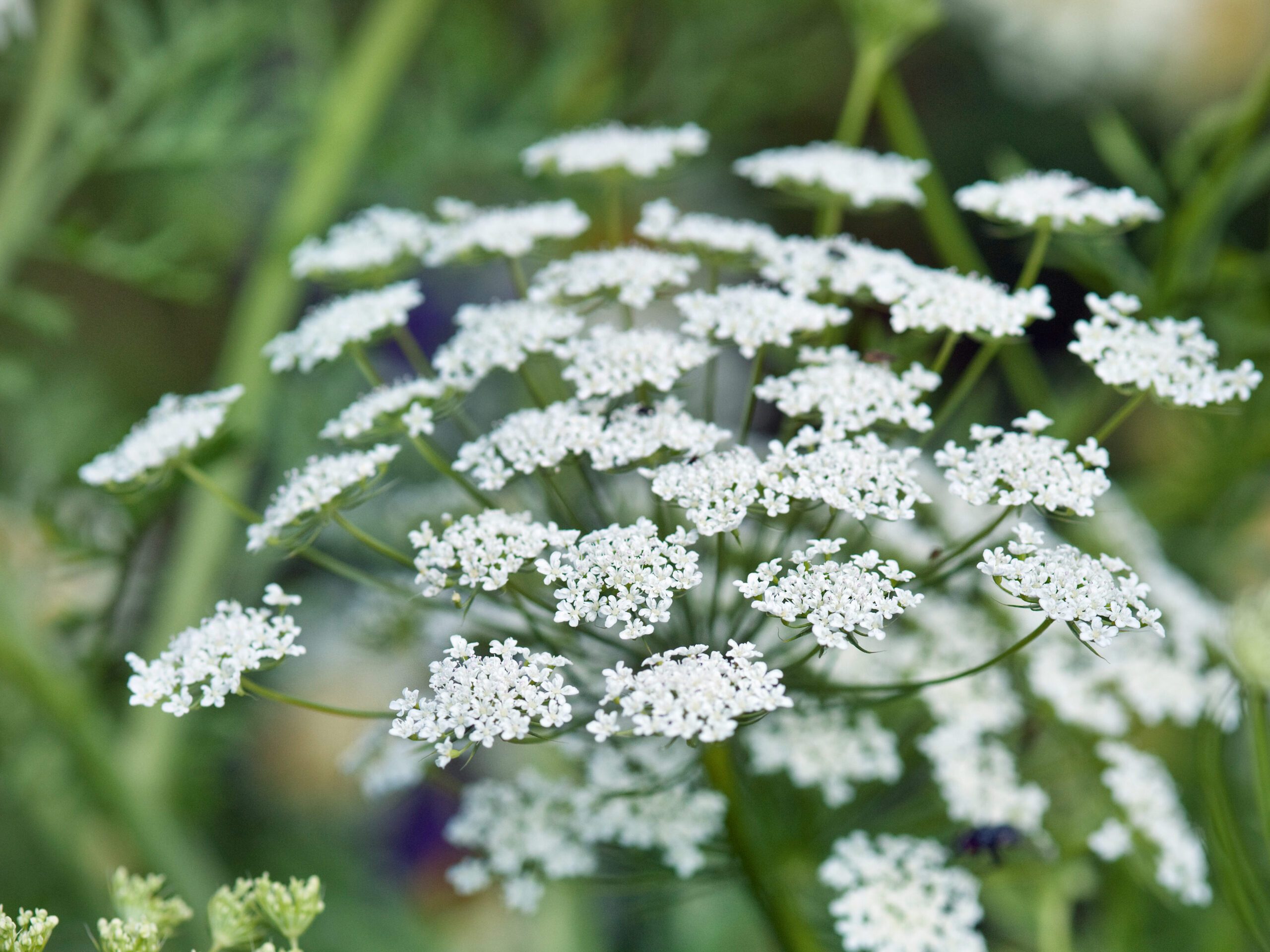 Ammi visnaga (Bisnaga, Bishop's weed, toothpickweed) Ammi visnaga (Bisnaga, Bishop's weed, toothpickweed)