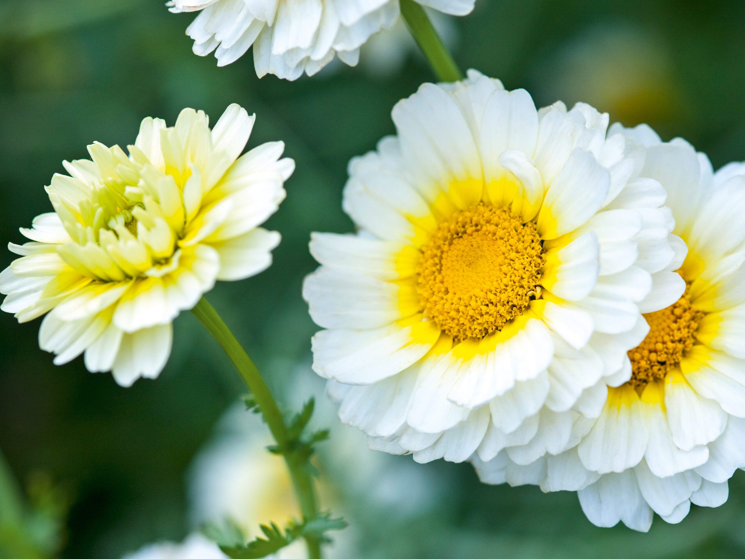 Chrysanthemum coronarium 'Primrose Gem' (syn. Glebionis coronaria Common name; Crown daisy, Garland chrysanthemum - Hardy Annual - inspired by working at Lindisfarne where Gertrude Jekyll chose 'White Gem'). Chrysanthemum coronarium 'Primrose Gem' (syn. Glebionis coronaria Common name; Crown daisy, Garland chrysanthemum - Hardy Annual - inspired by working at Lindisfarne where Gertrude Jekyll chose 'White Gem').