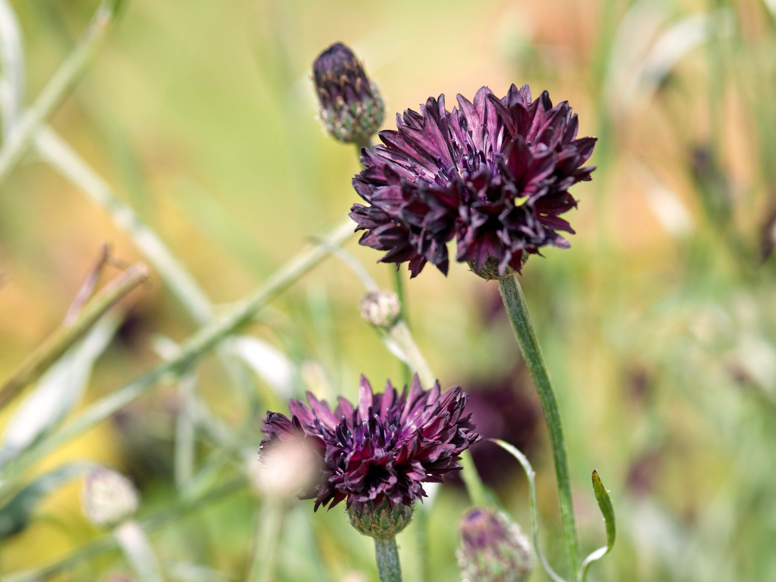 Centaurea cyanus 'Black Ball' (cornflower - Hardy Annual) Centaurea cyanus 'Black Ball' (cornflower - Hardy Annual)