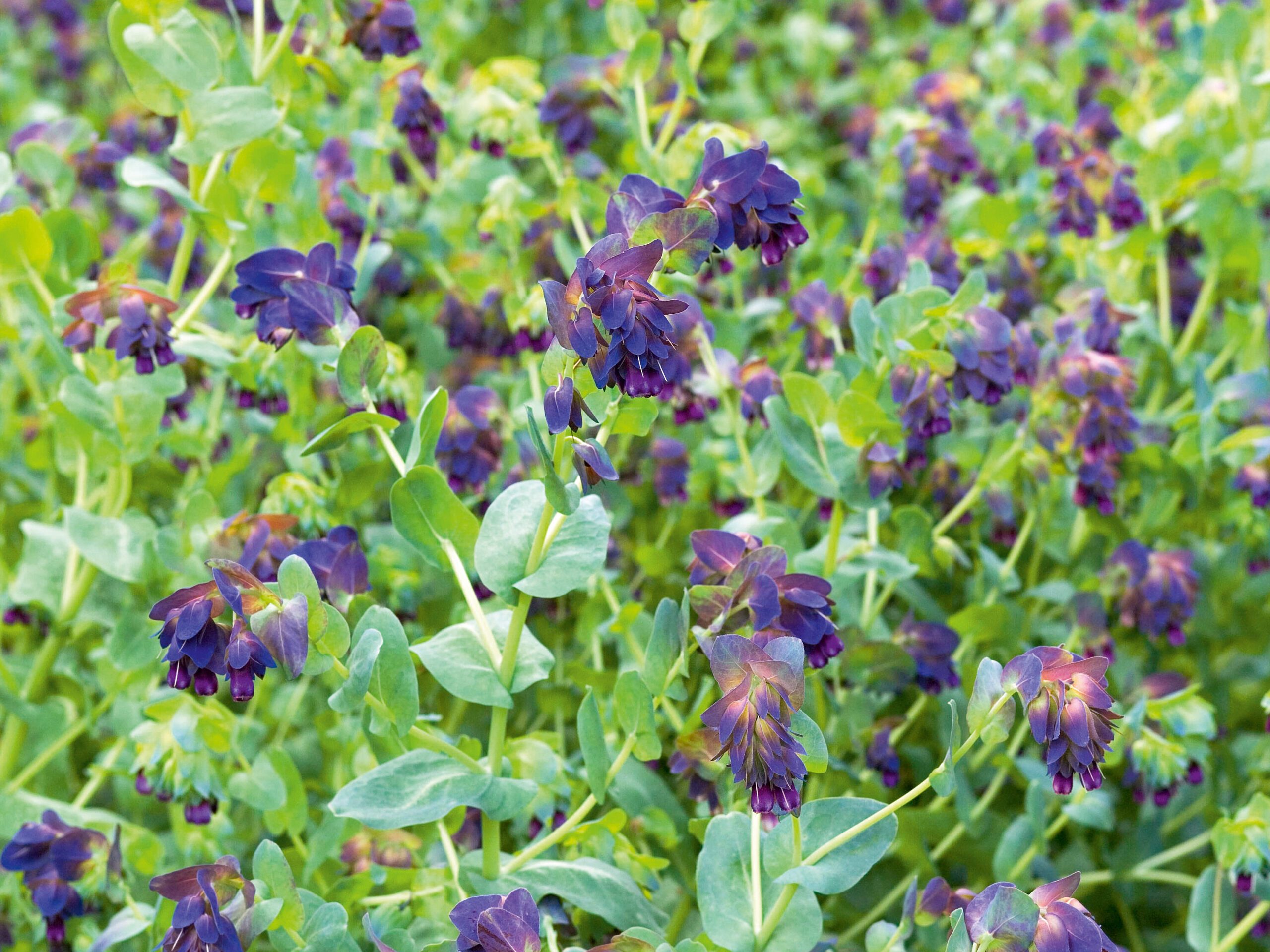 Cerinthe major 'Purpurascens' Cerinthe major 'Purpurascens'