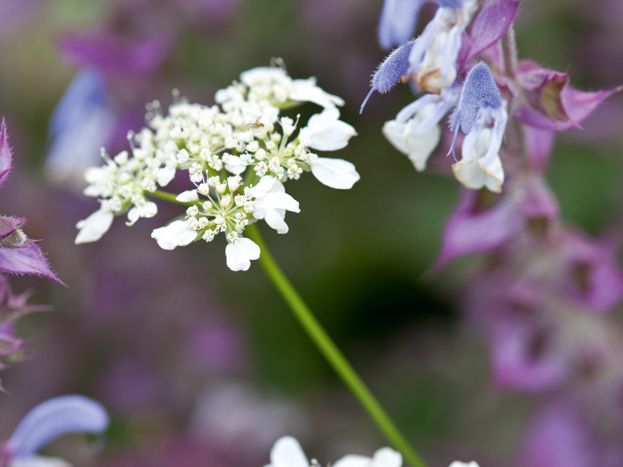 Orlaya grandiflora (Hardy Annual) with Salvia cv (Perennial) Orlaya grandiflora (Hardy Annual) with Salvia cv (Perennial)