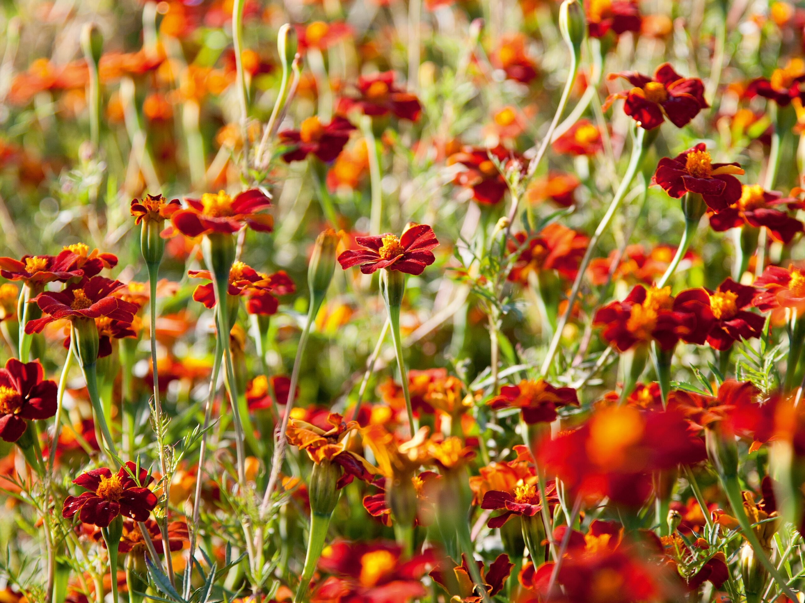 Tagetes Cinnabar Tagetes Cinnabar