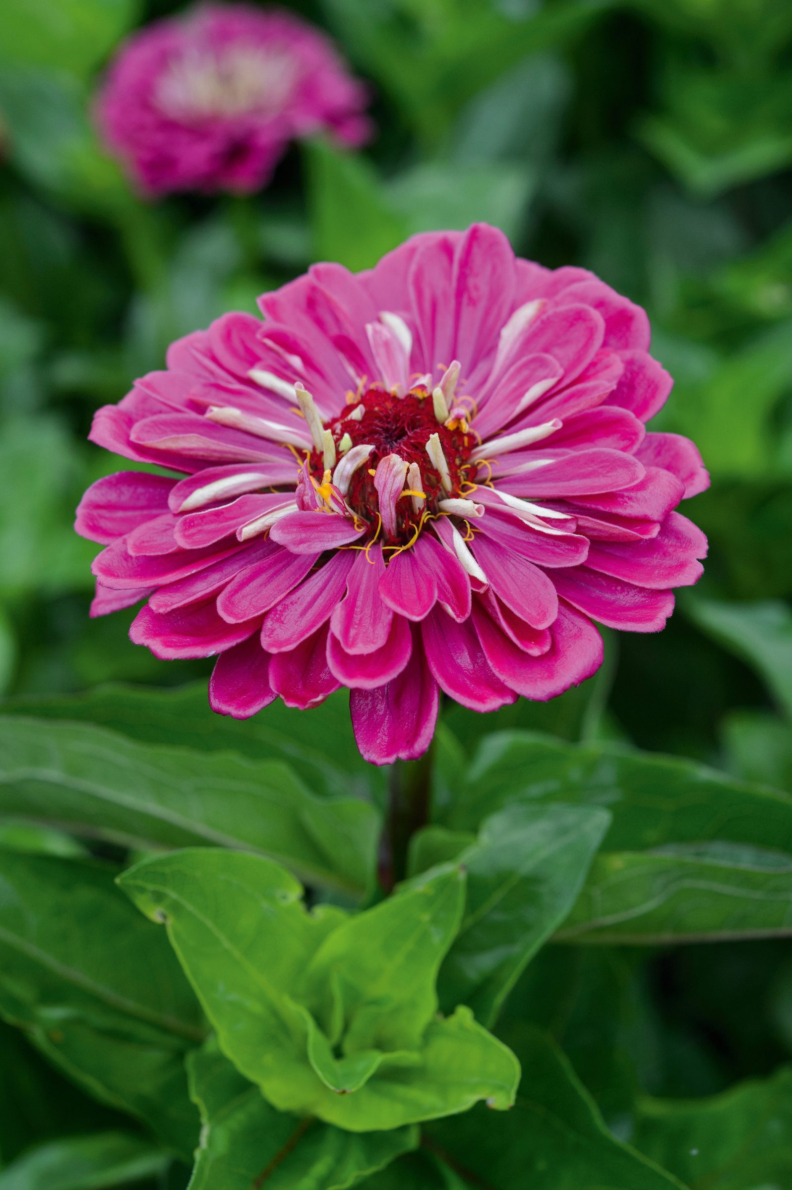 Zinnia elegans 'Benary's Giant Wine'