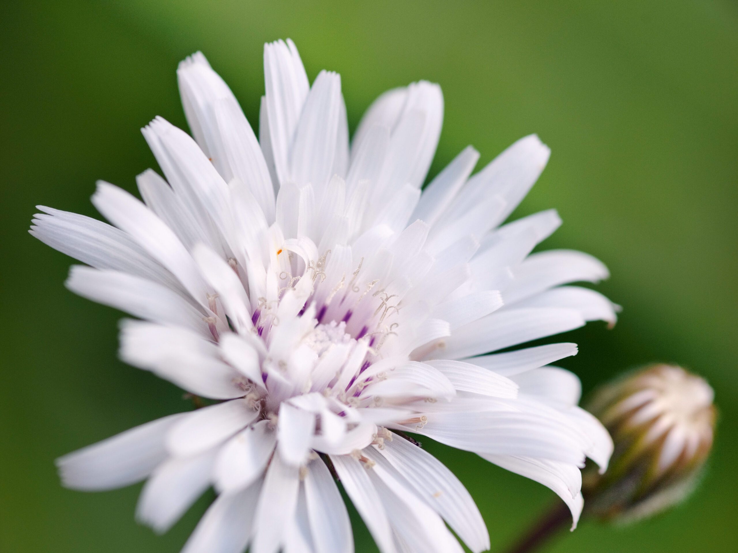 Crepis rubra 'Snow White' (Hawk's beard) Crepis rubra 'Snow White' (Hawk's beard)