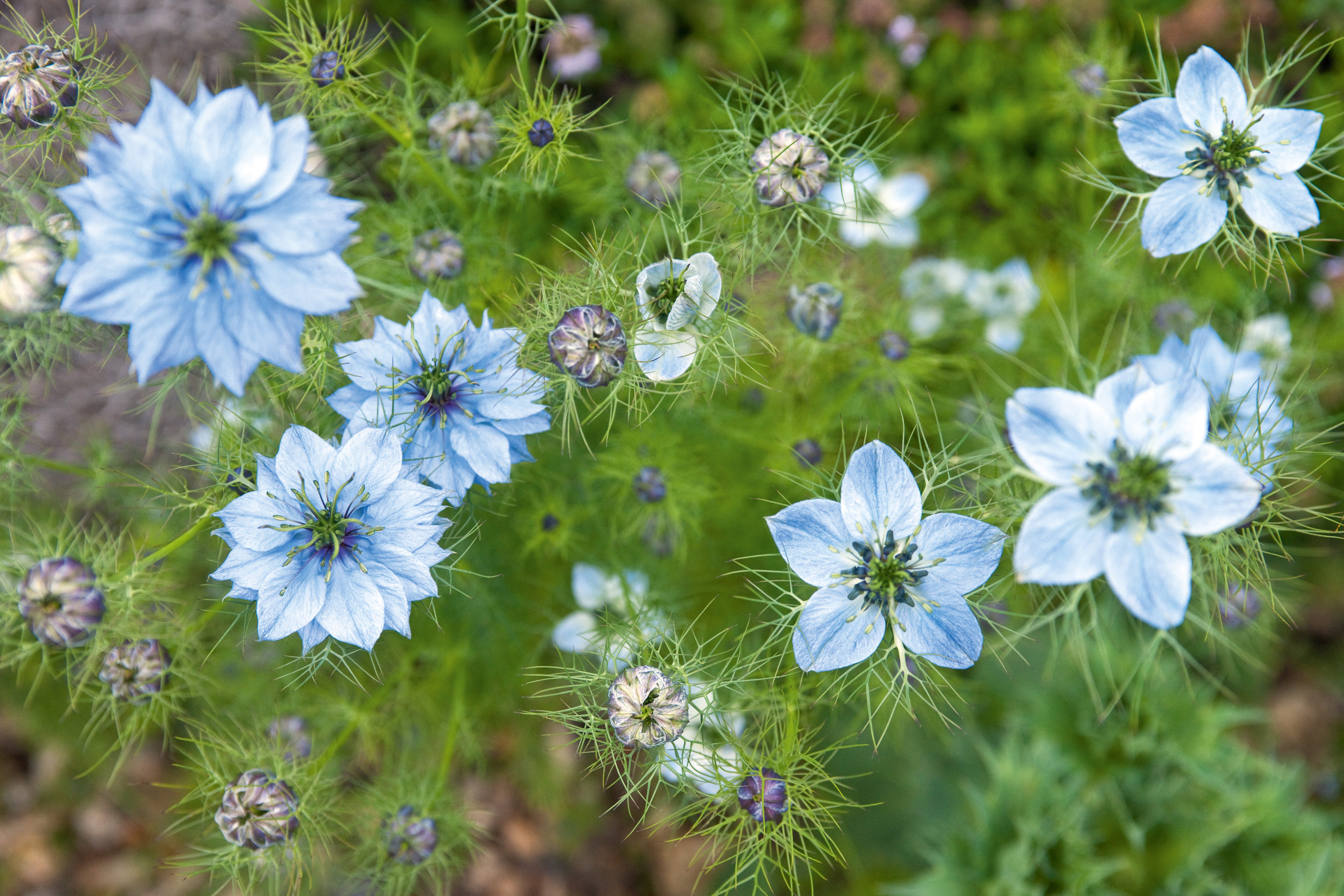 Nigella damascena (Love-in-a-mist) Nigella damascena (Love-in-a-mist)