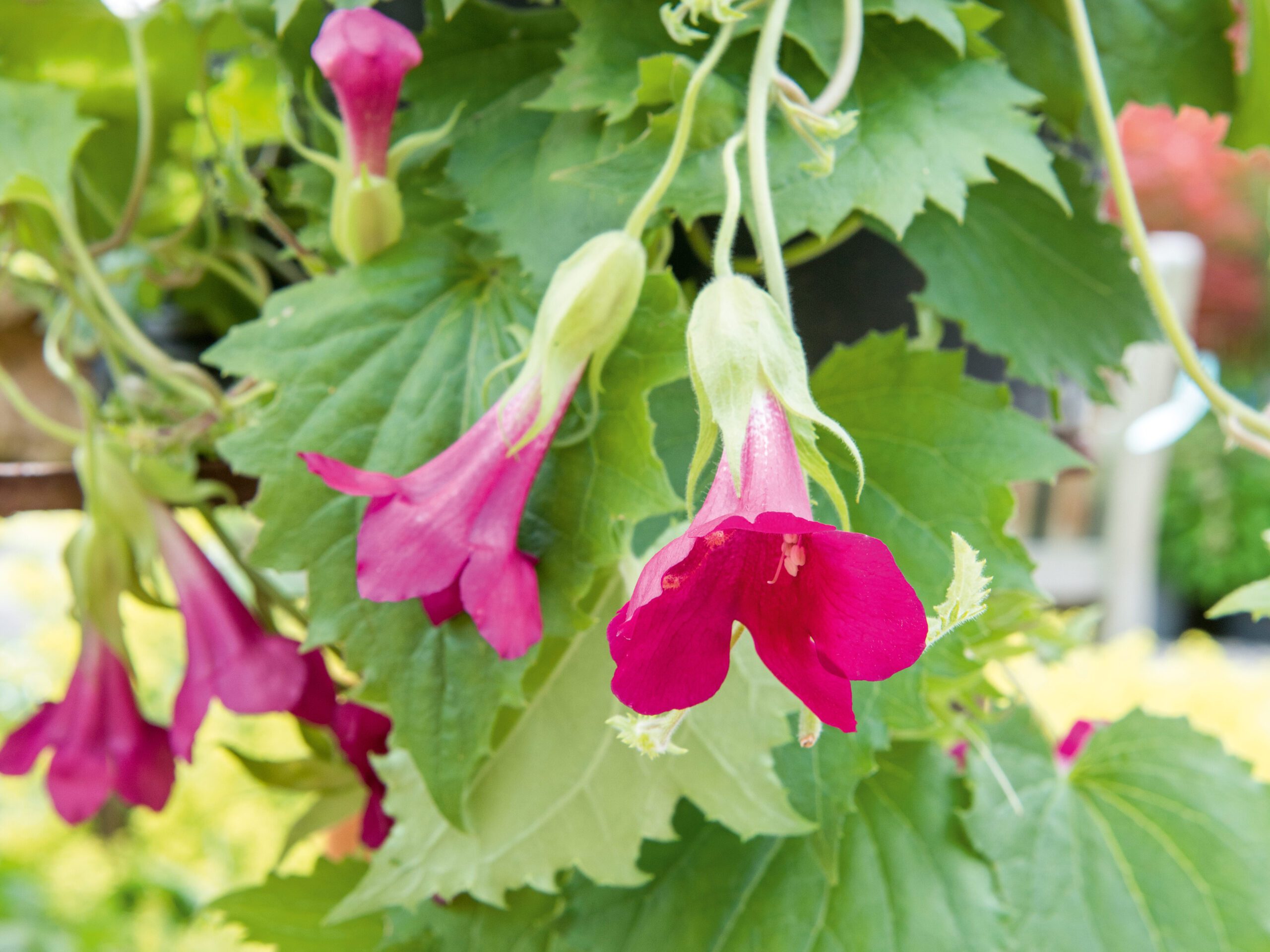 Lophospermum Wine Red Lophospermum Wine Red