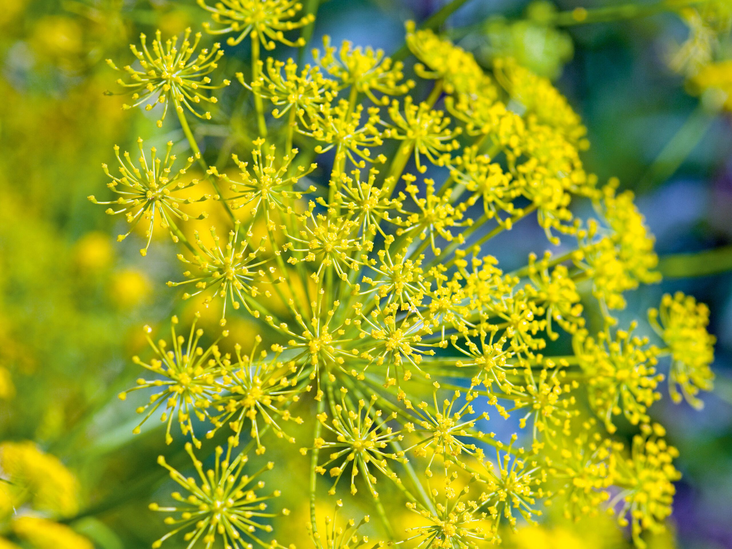 Ridolfia segetum (Corn parsely, false fennel) Ridolfia segetum (Corn parsely, false fennel)