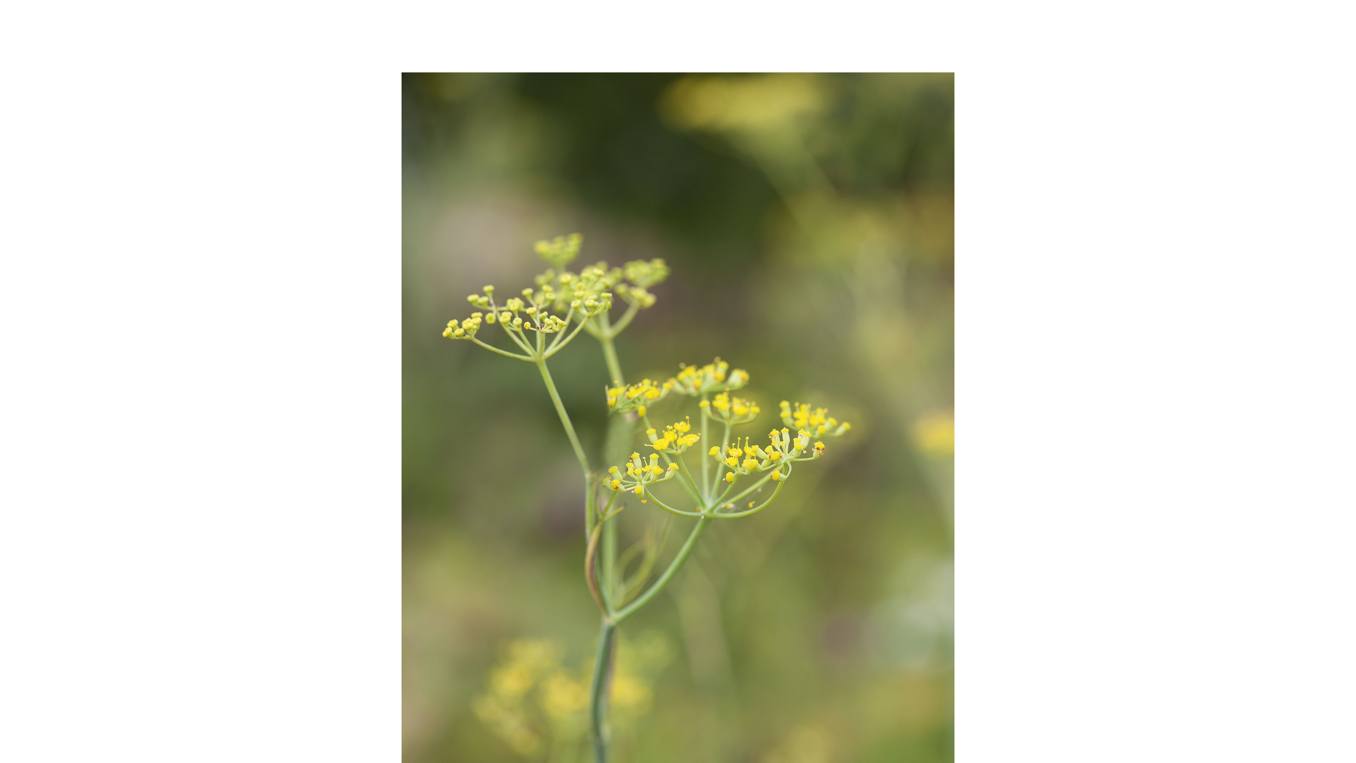 Anethum graveolens