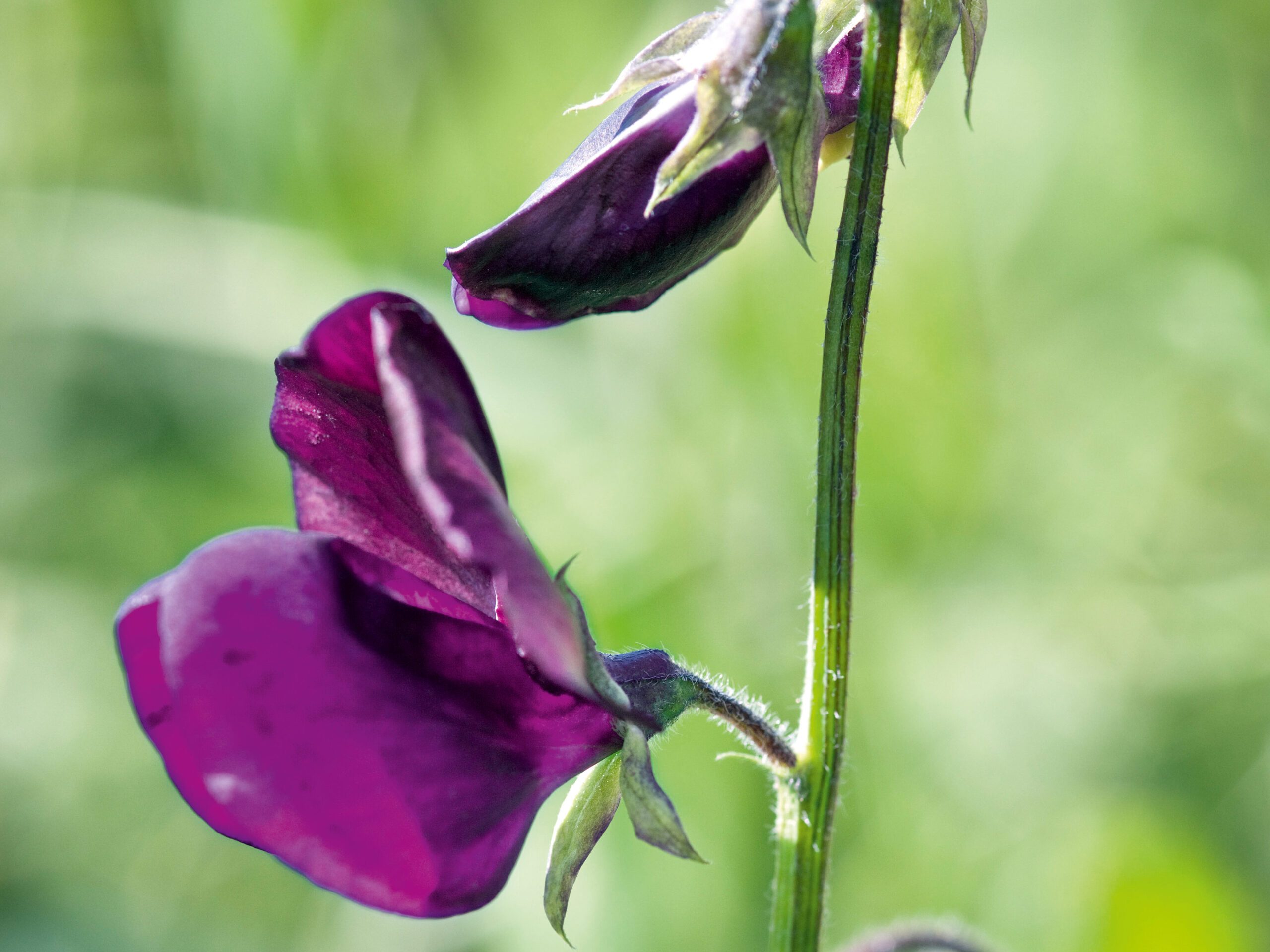 Lathyrus odoratus 'Black Knight' (Sweet pea 'Black Knight') Lathyrus odoratus 'Black Knight' (Sweet pea 'Black Knight')