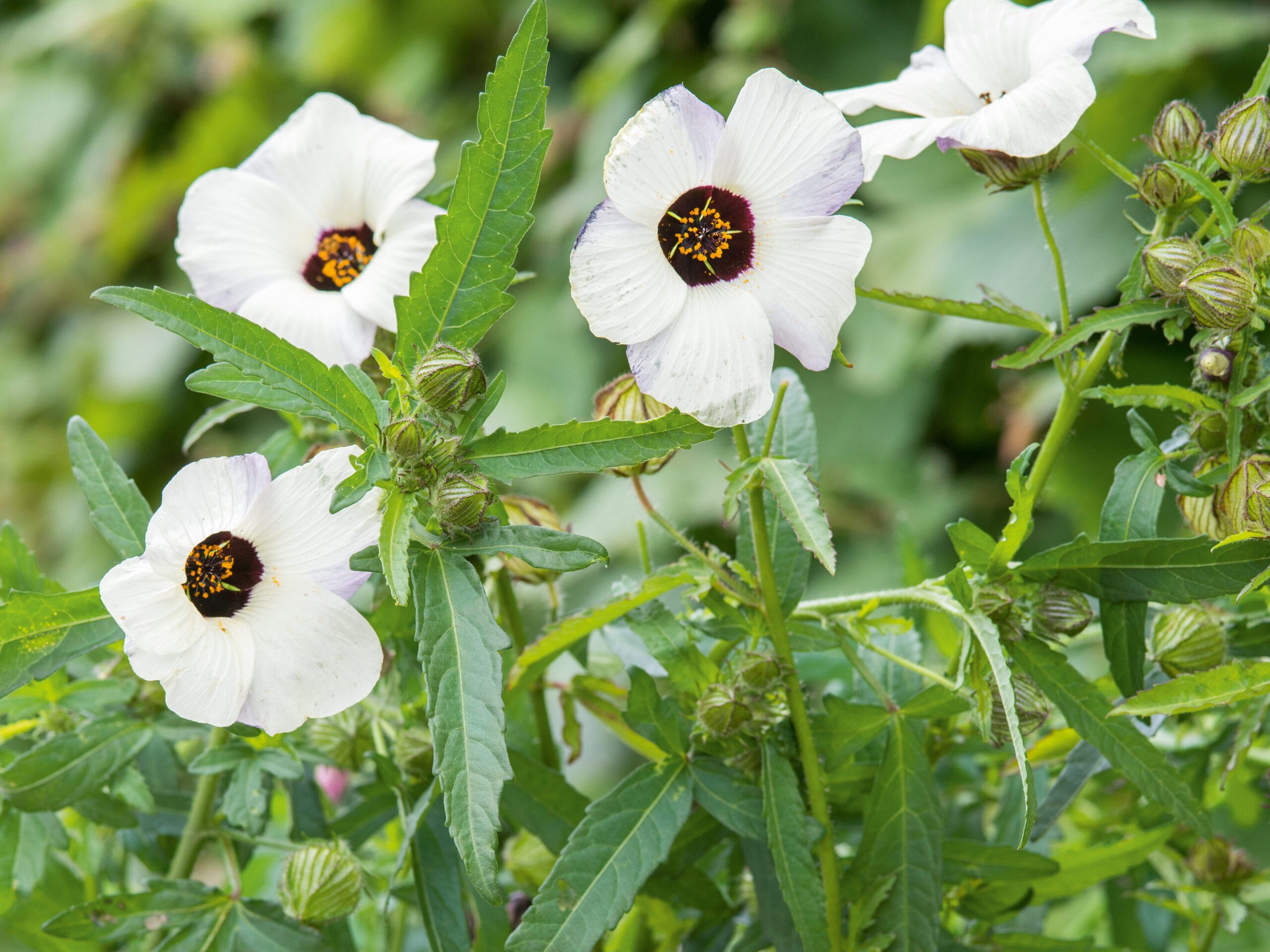 Hibiscus trionum Hibiscus trionum