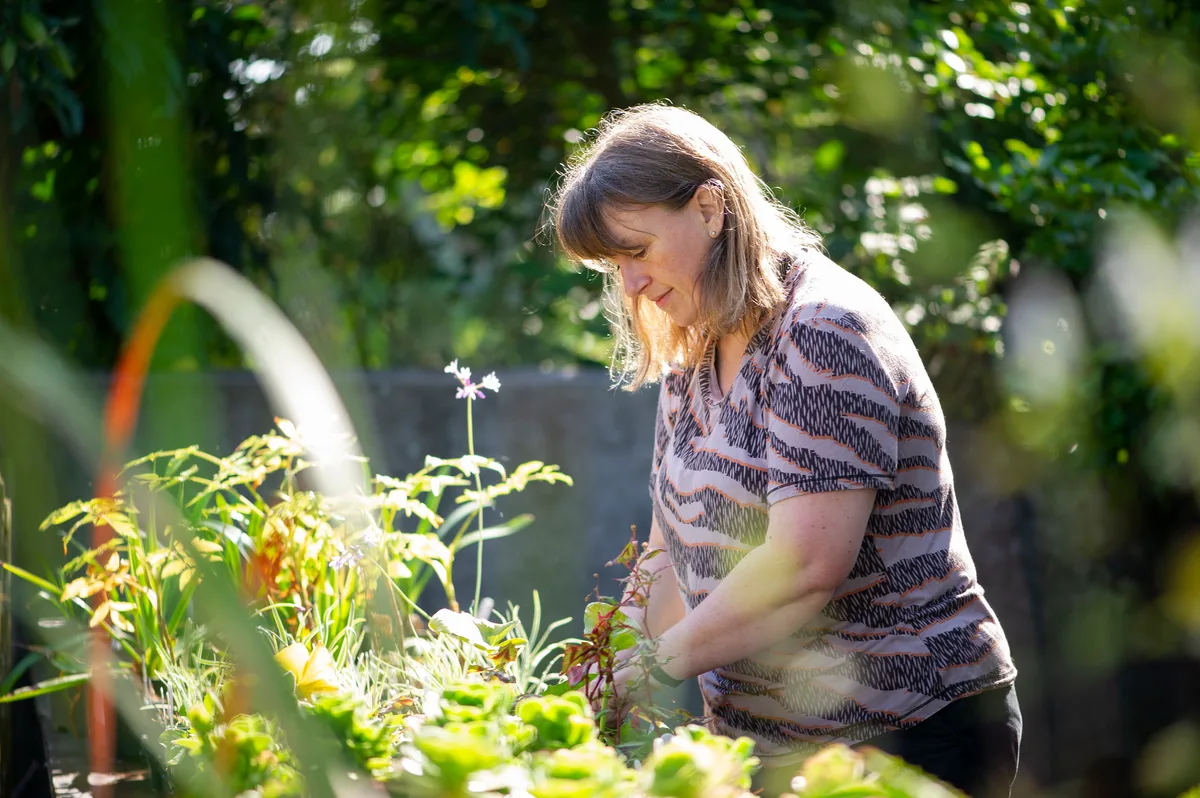 A community garden plant stall A community garden plant stall