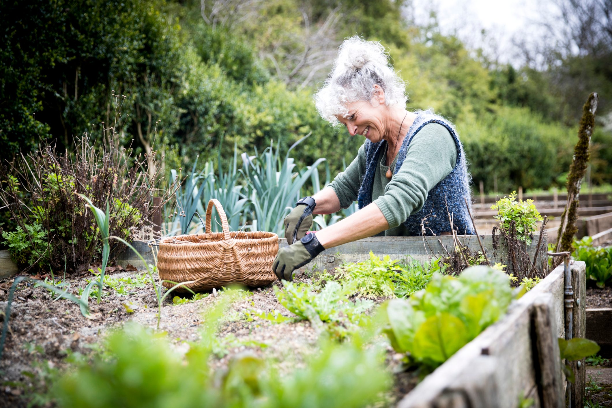 Female gardener tending lettuce on raised bed