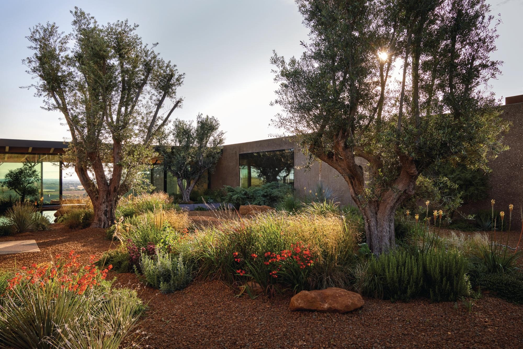 A garden with olive trees and gravel