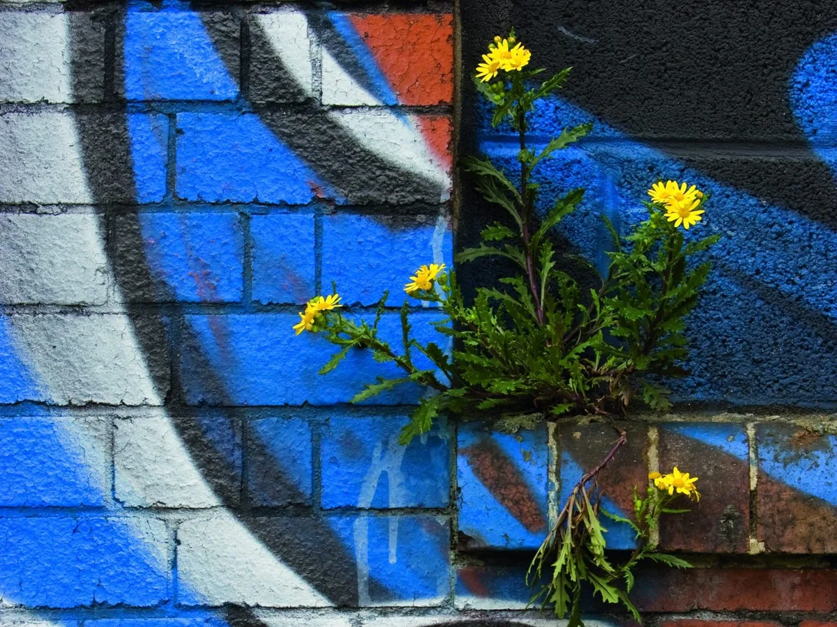 Groundsel growing out of brick wall covered in colourful graffiti, Bristol, UK © MICHAEL HUTCHINSON / NATURE PICTURE LIBRARY Groundsel growing out of brick wall covered in colourful graffiti, Bristol, UK © MICHAEL HUTCHINSON / NATURE PICTURE LIBRARY