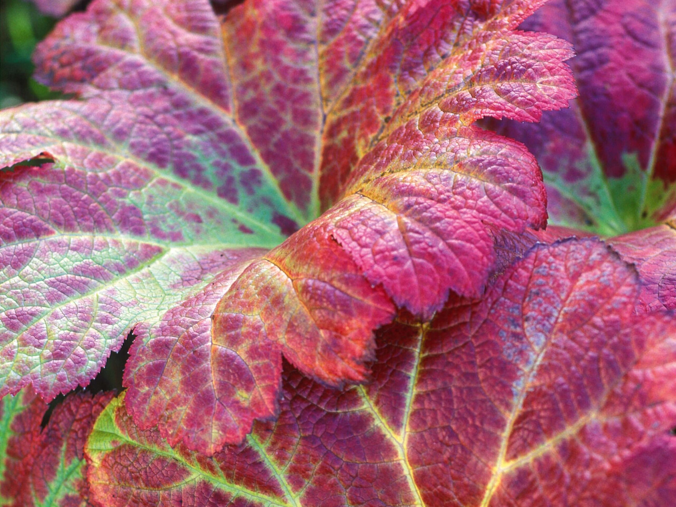 Darmera peltata - a beautiful autumn plant