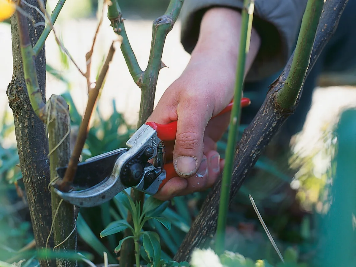 Pruning a rose Pruning a rose