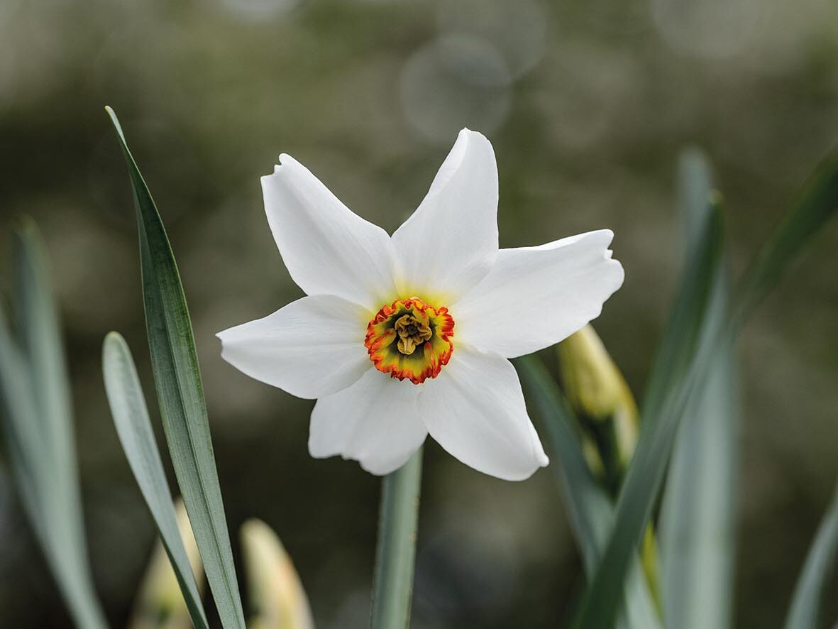 A great spring bulb:  Narcissus poeticus var. recurvus