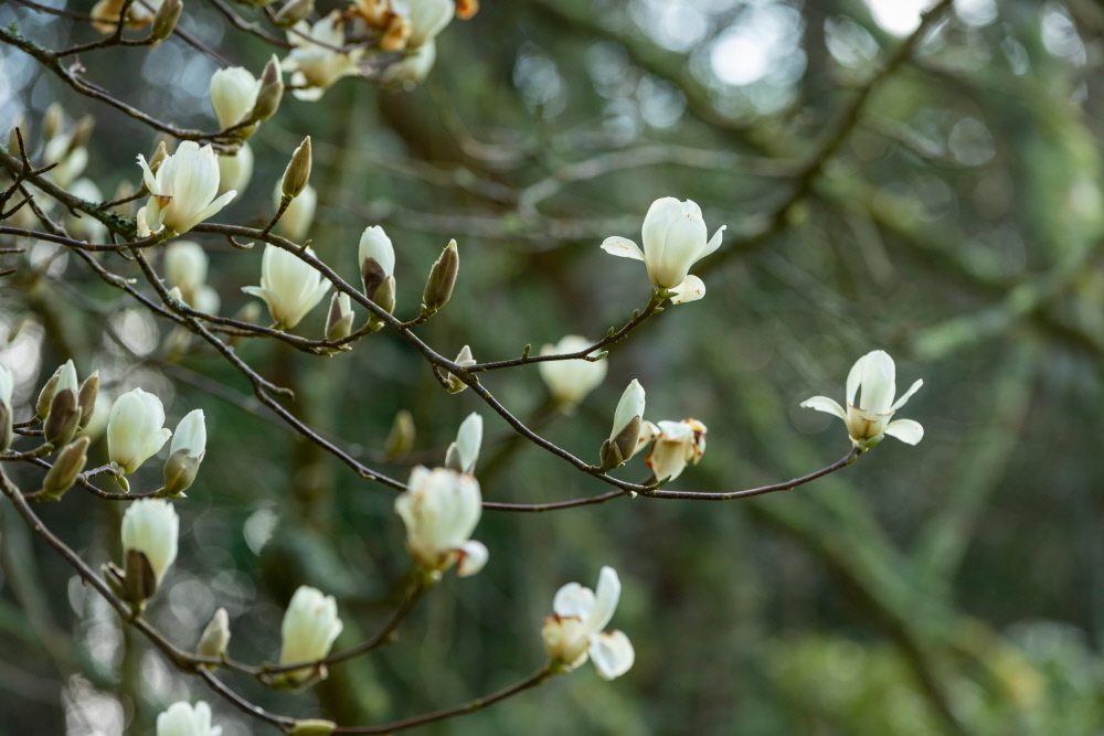 Magnolia tree in blossom at Glendurgan Garden, Cornwall.