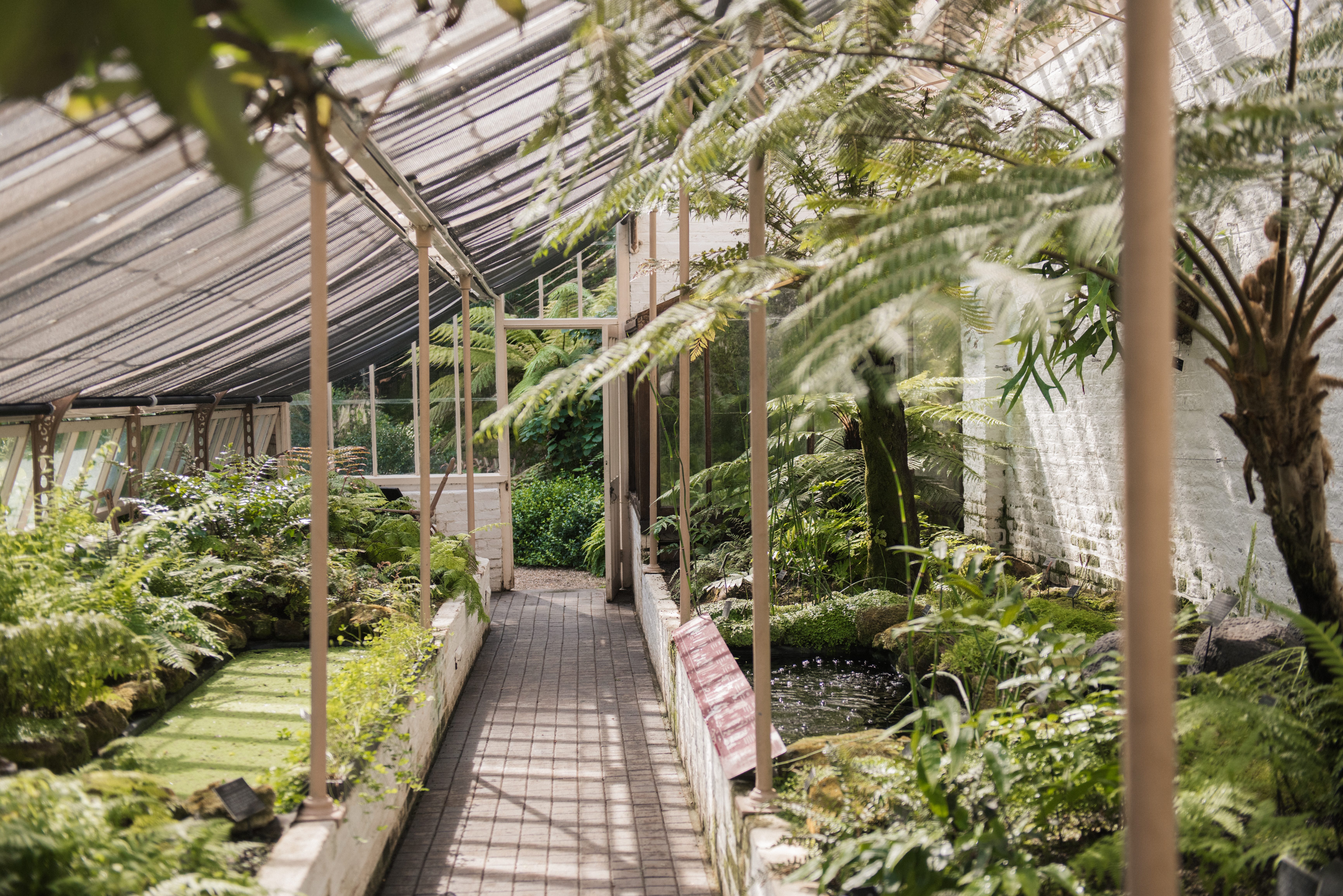 Cool fernery at Chelsea Physic Garden