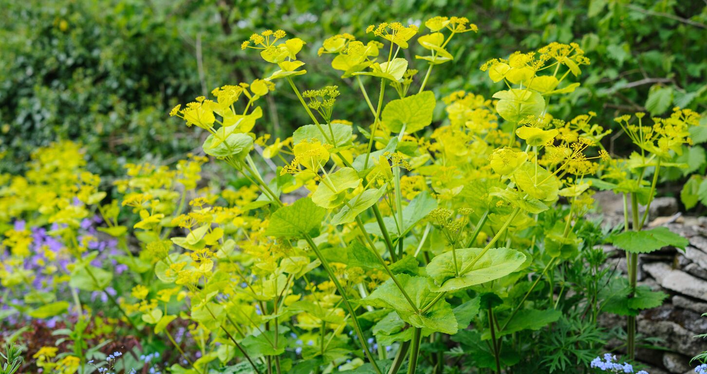Derry Watkins' Special plants. Smyrnium perfoliatum