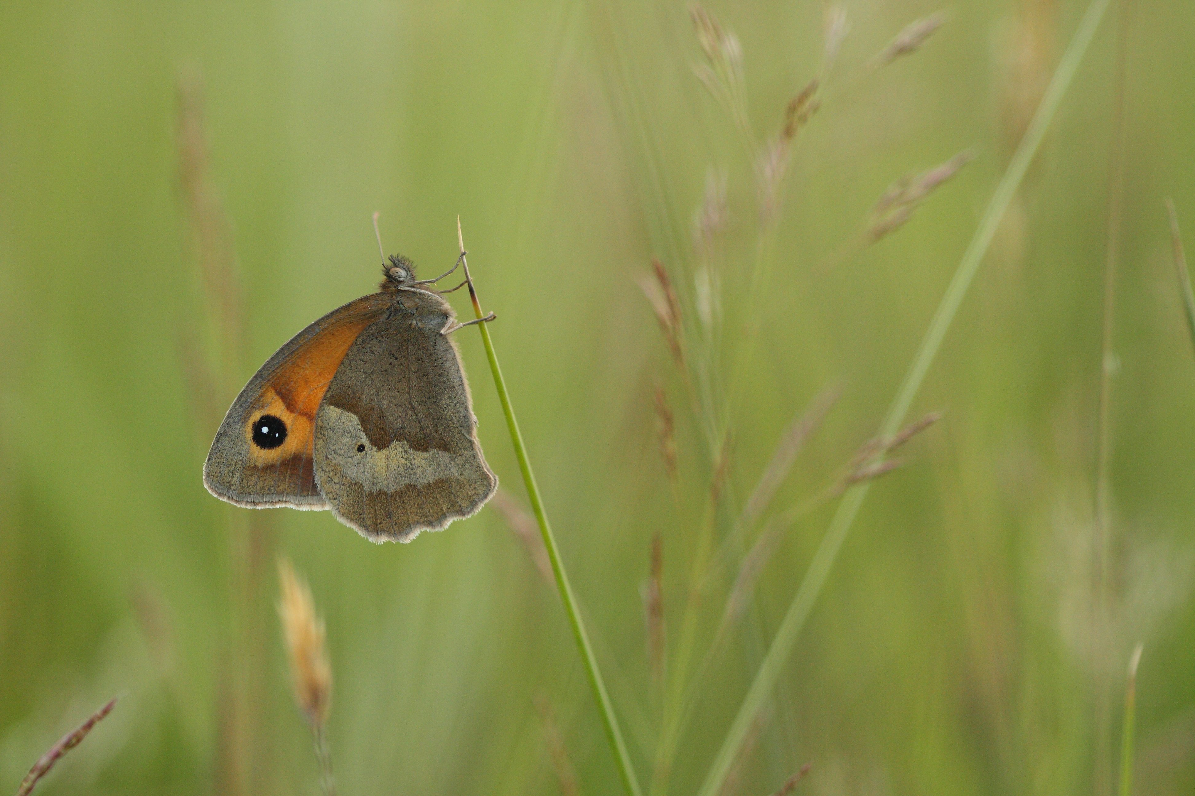 Meadow Brown butterfly