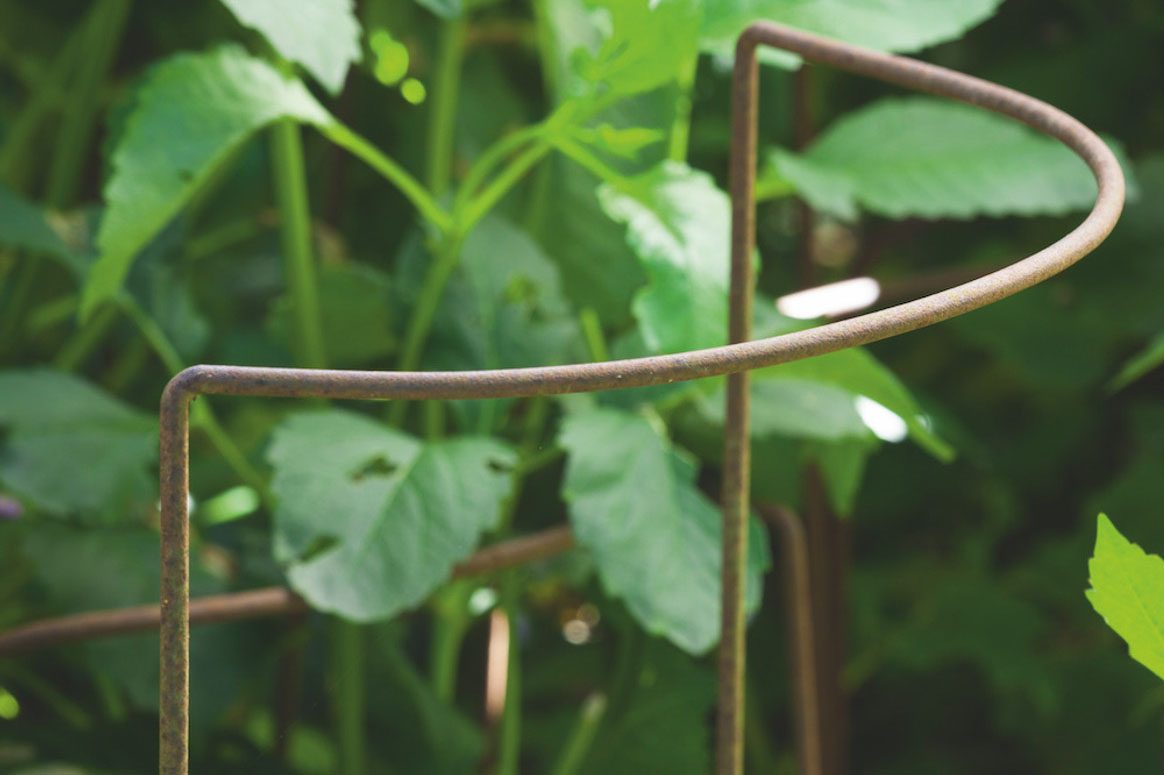 Herbaceous Supports