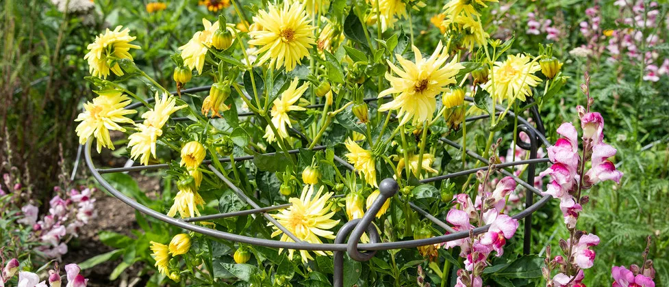 Charlbury Grow Through Plant Support Charlbury Grow Through Plant Support with yellow flowers