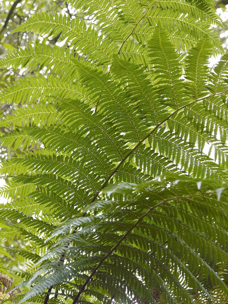 Fern: Dicksonia antarctica