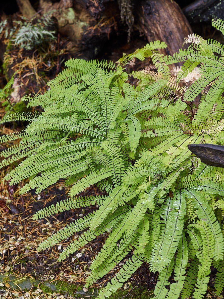 Fern: Adiantum pedatum
