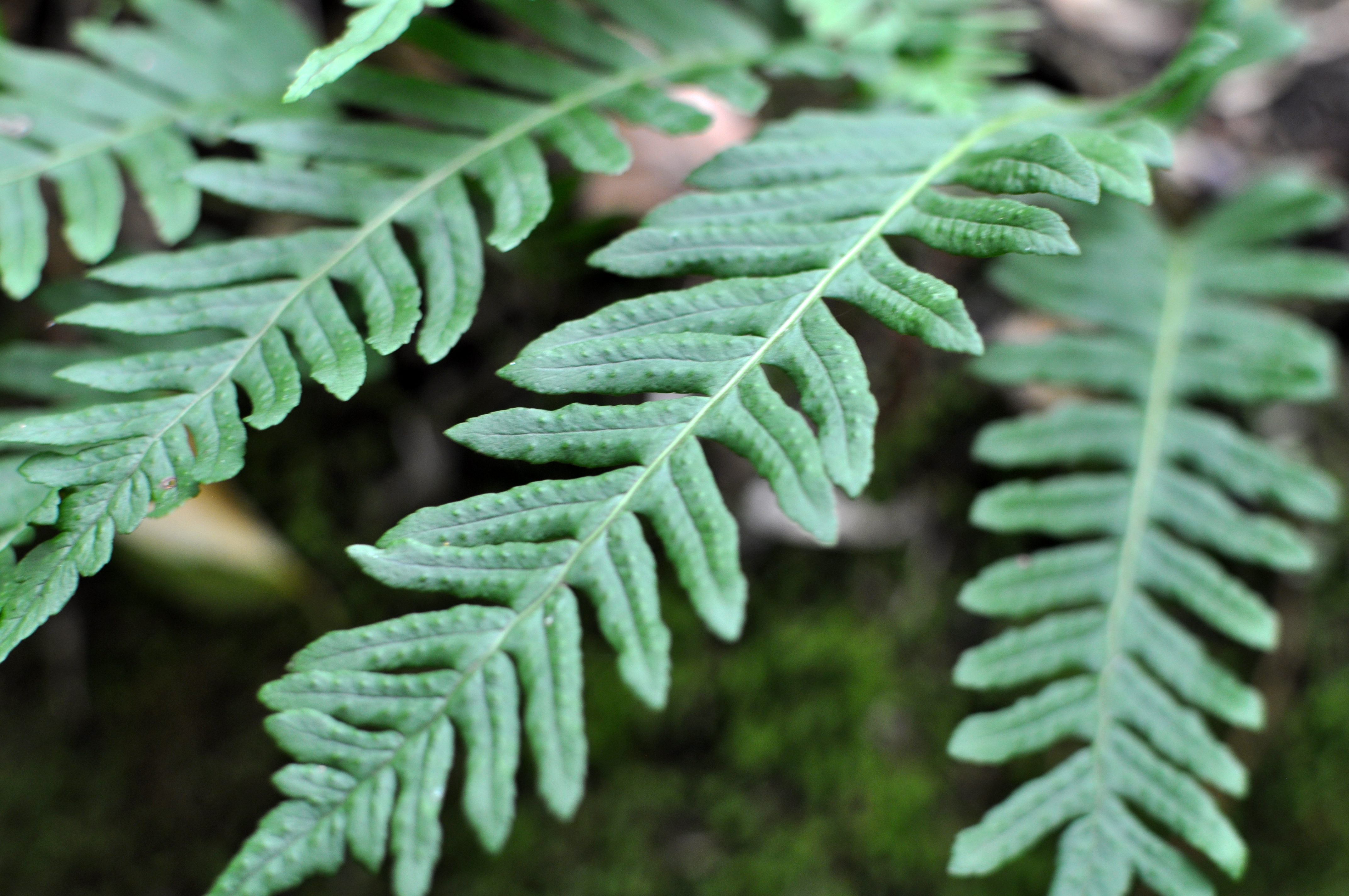 Polypodium vulgare