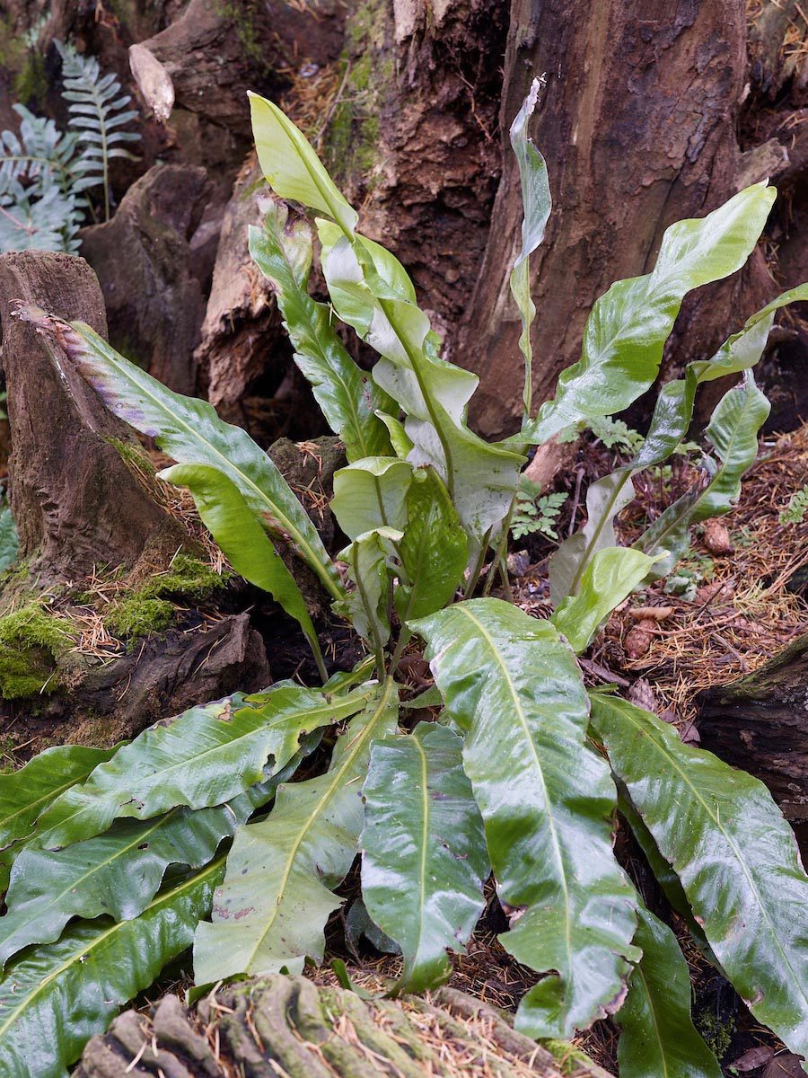 Fern: Pyrrosia sp.