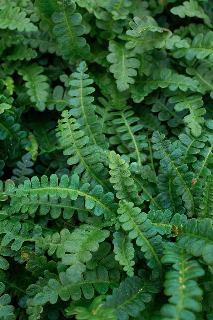 Blechnum penna-marina
