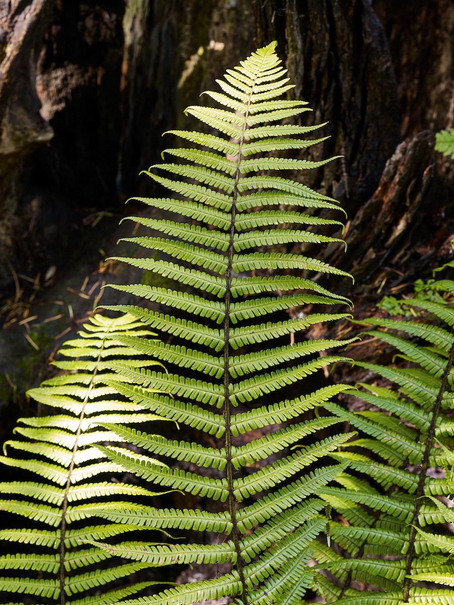 Fern: Dryopteris wallichiana