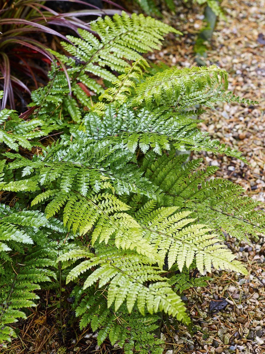 Propagating ferns: how to grow ferns Propagating ferns: how to grow ferns