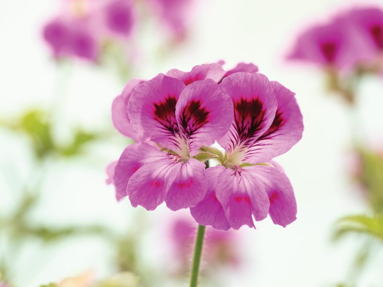 Purple flower