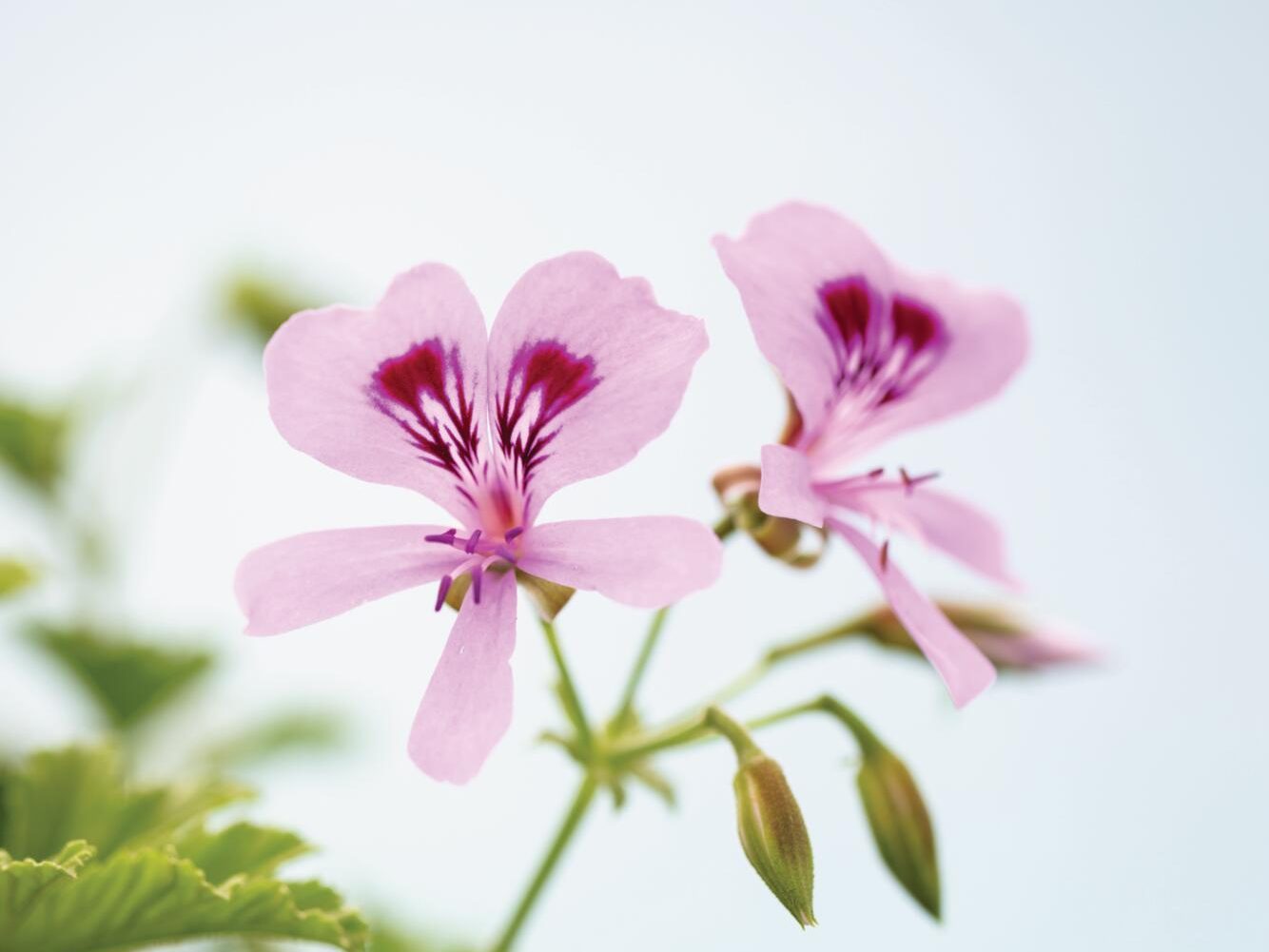 Pink flower with purple markings