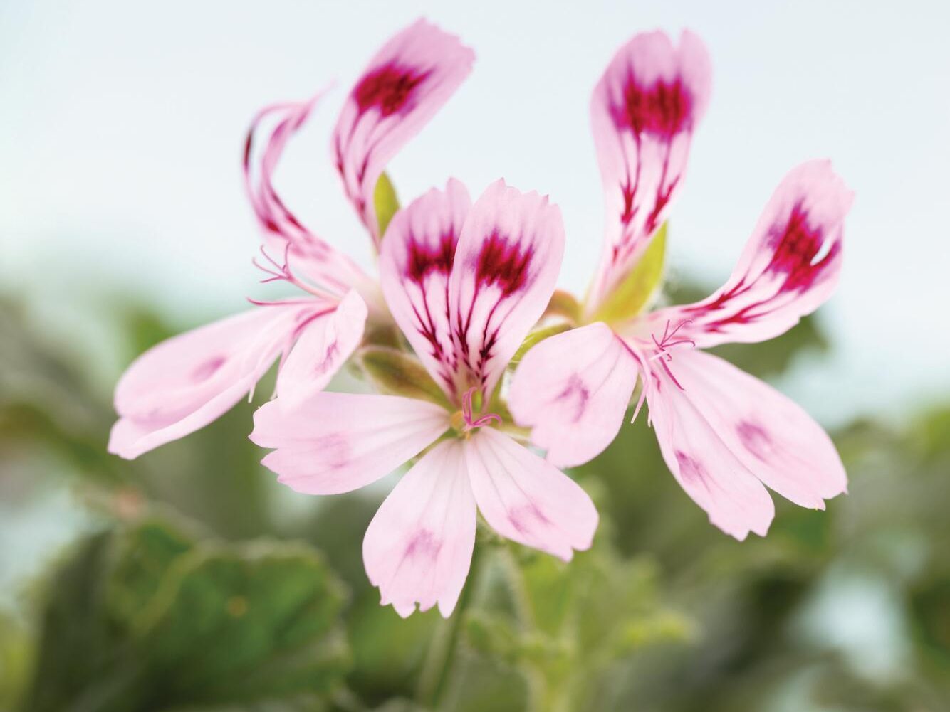 Pink and white flower