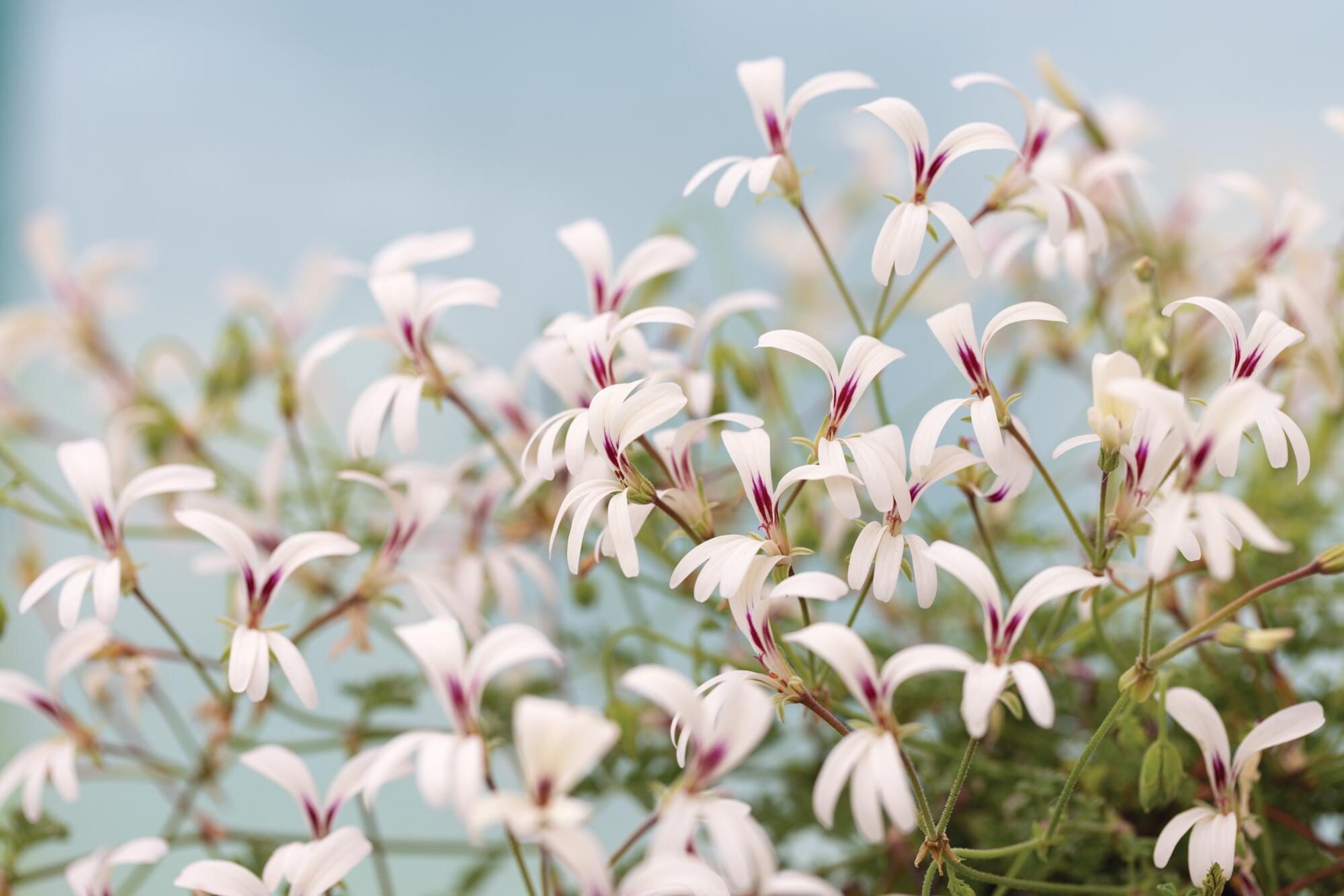 A white flower with pink colouring