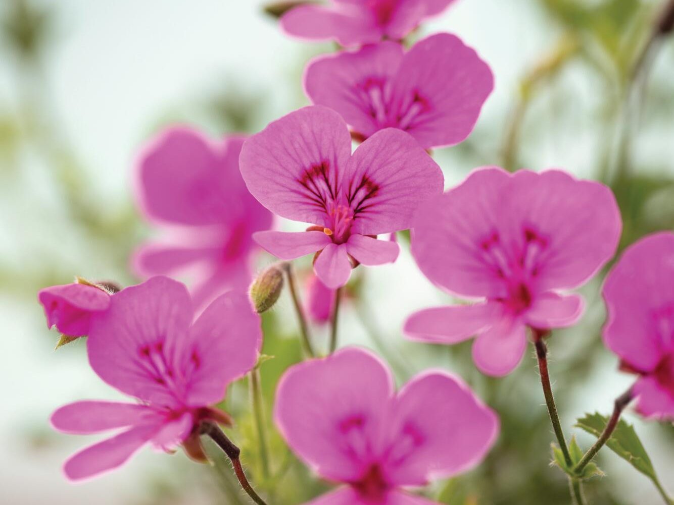 Pink flowers