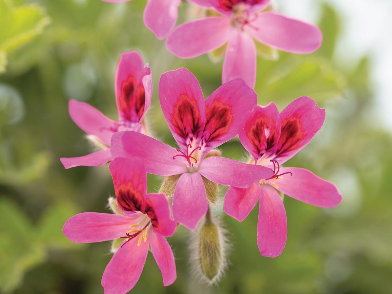 Pink and purple flower