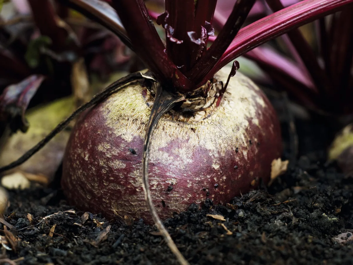Beetroot Beetroot