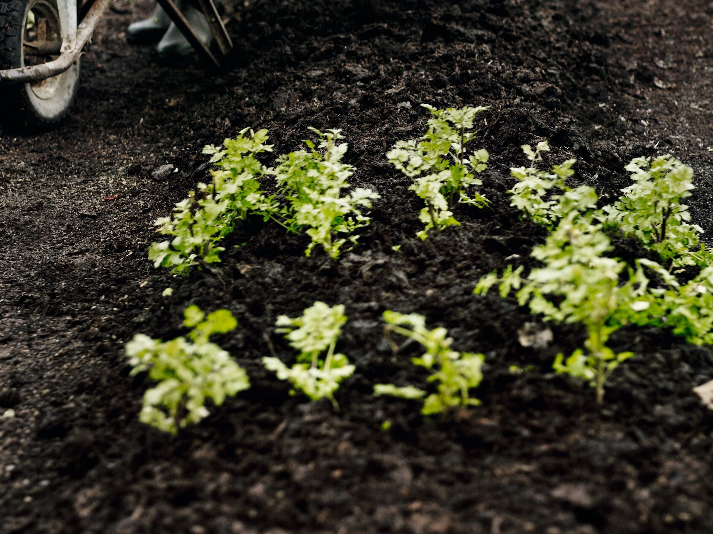 Mustards and salad rocket