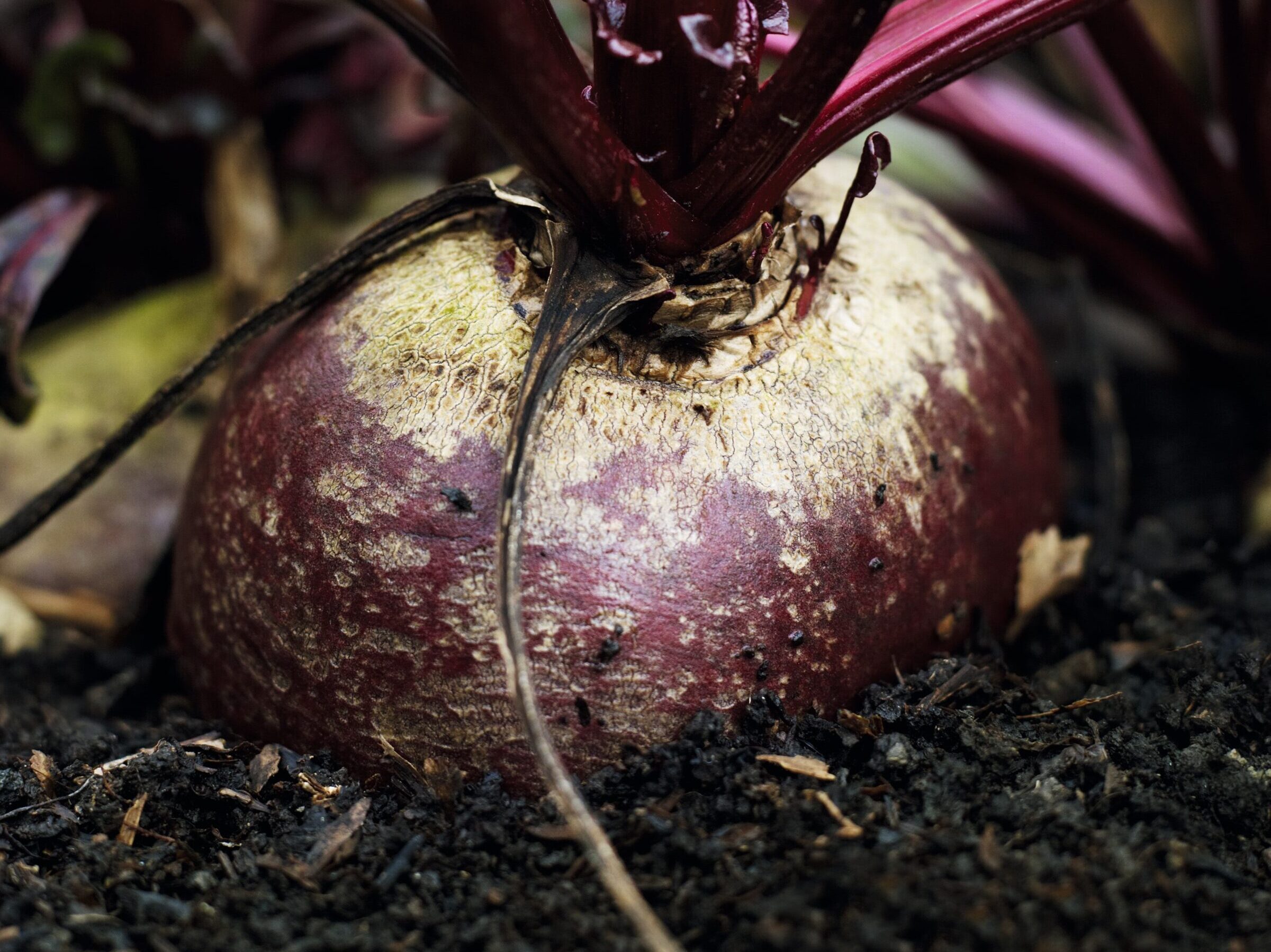 Close-up of beetroot growing in the ground
