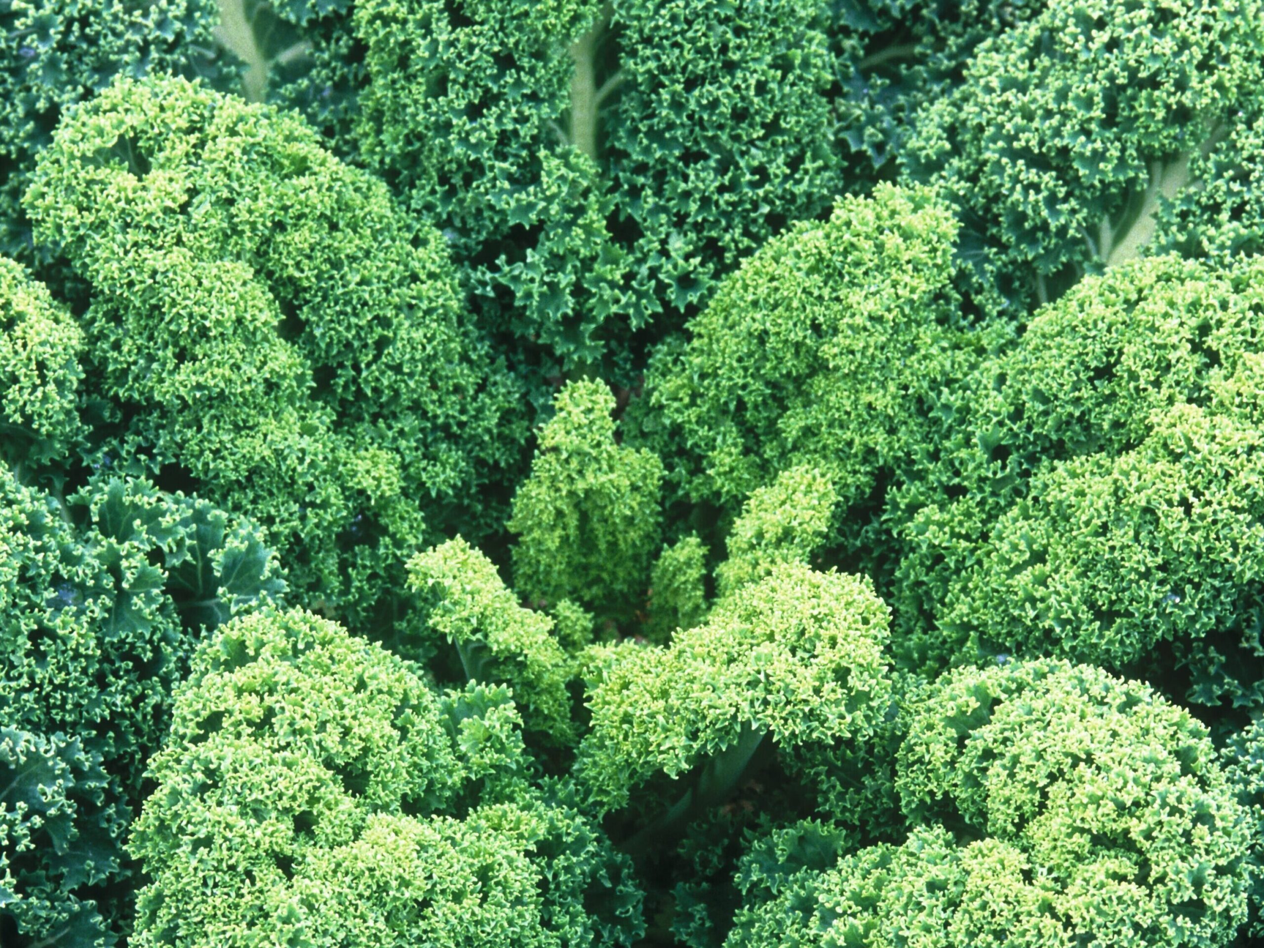 Kale