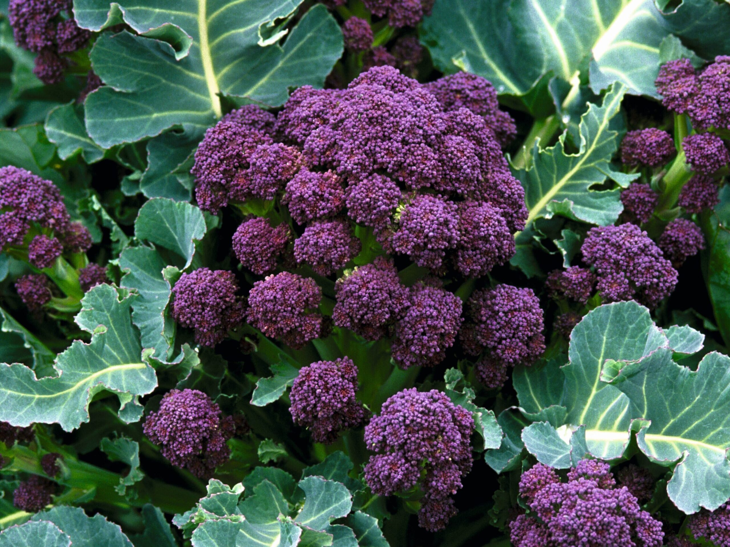 A head of purple sprouting broccoli