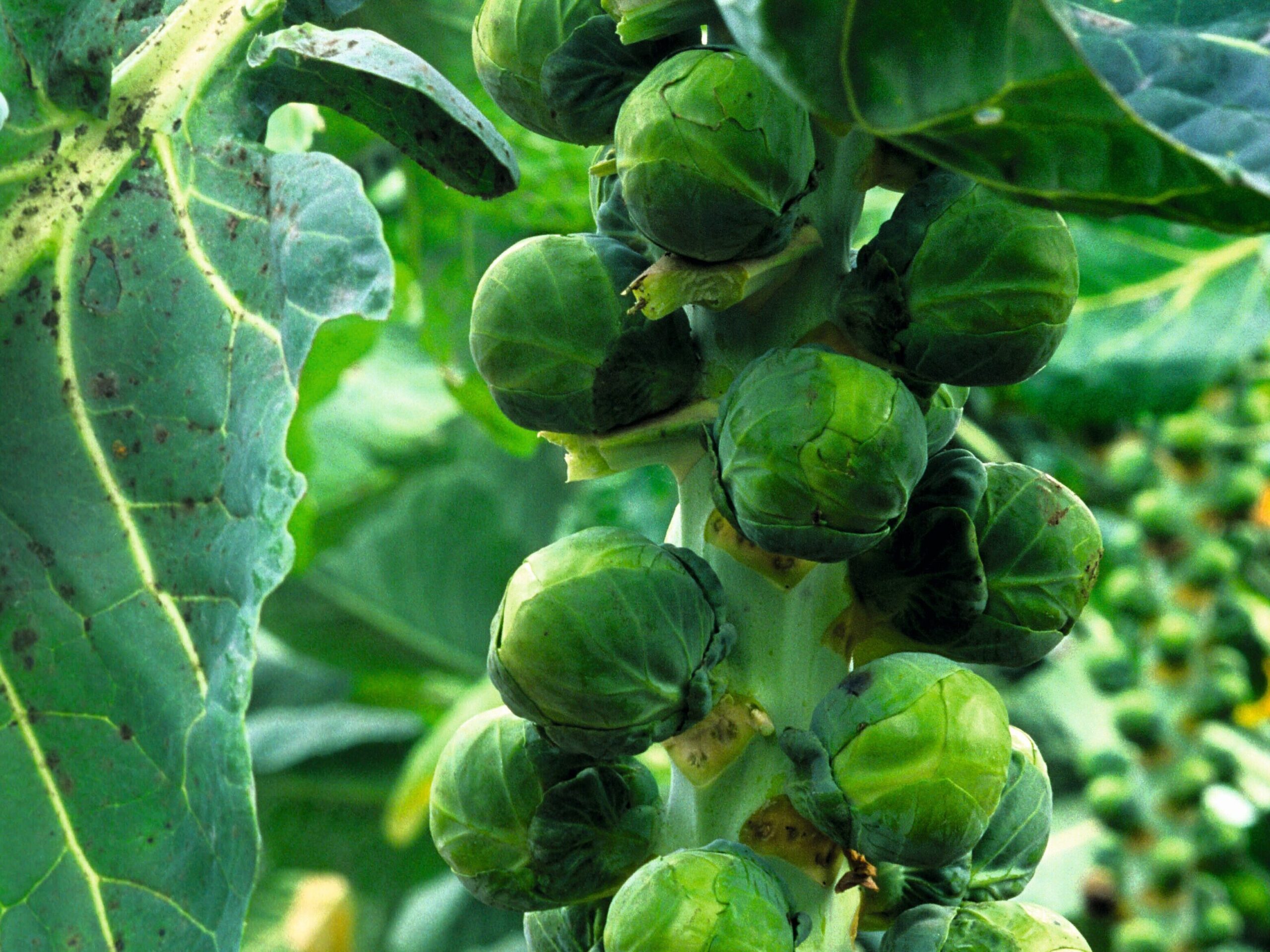 Close-up of Brussels sprouts growing on a plant in the garden