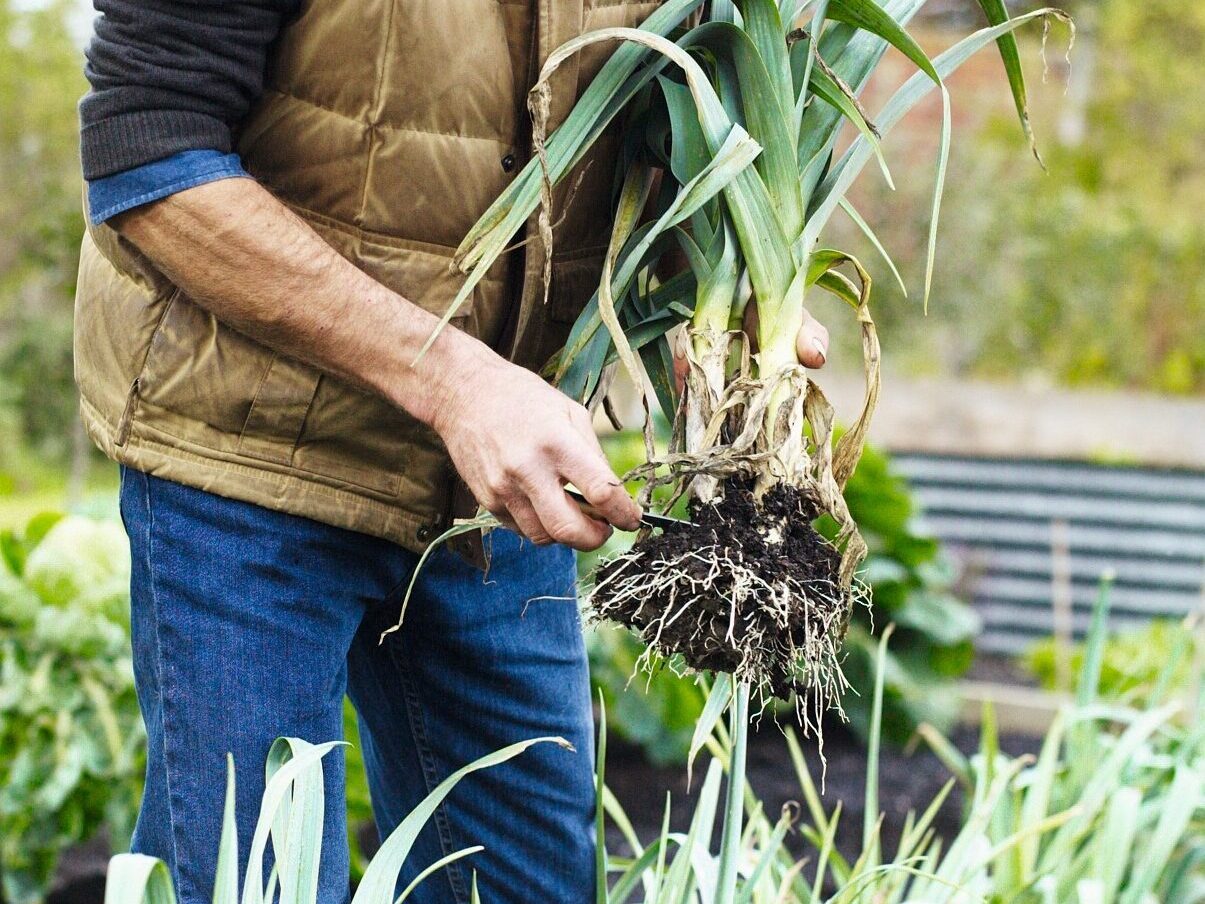 Leeks just pulled from the ground, roots about to be cut off