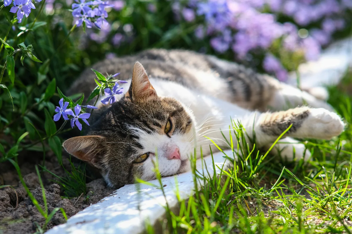 A cute cat is resting in the garden in a styloid phlox. Kitten on a background of beautiful flowers.