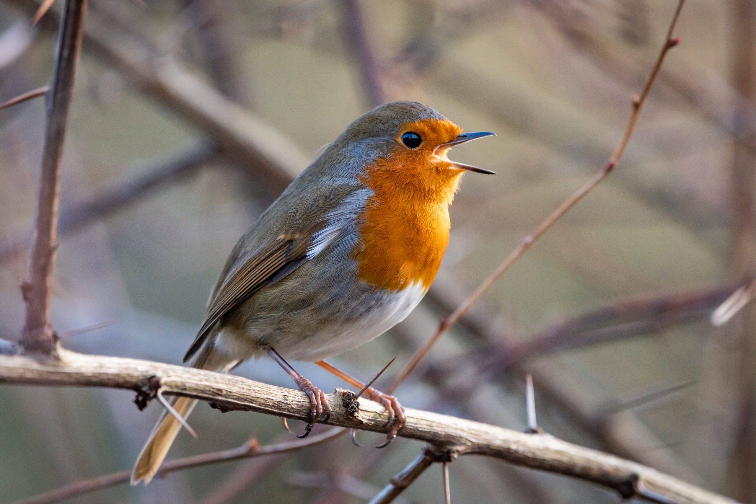 European Robin