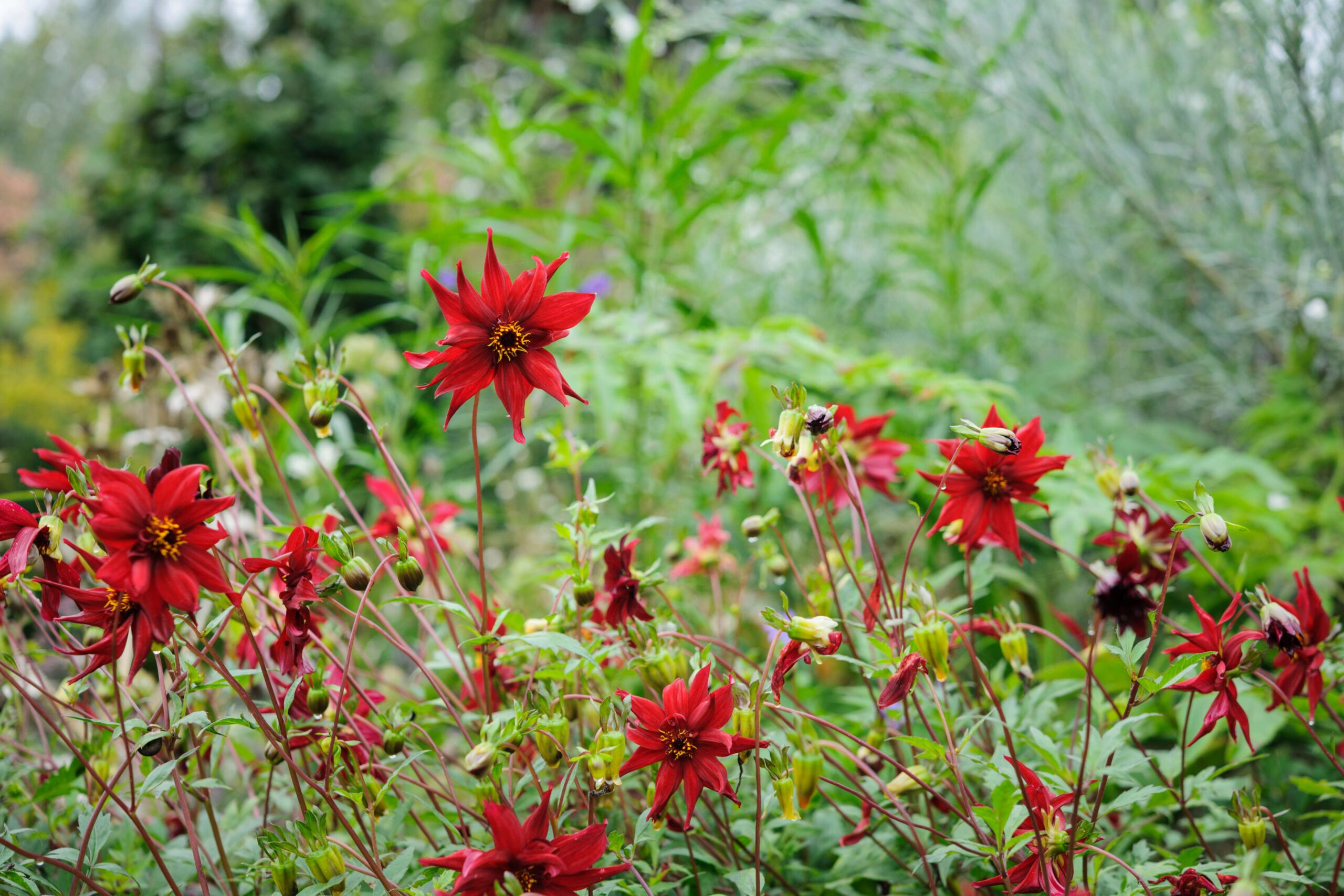 Dahlia 'Ragged Robin'
